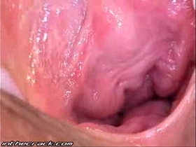 A close-up glance of inward organs